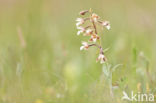 Moeraswespenorchis (Epipactis palustris)