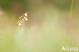 Moeraswespenorchis (Epipactis palustris)