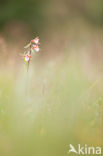 Moeraswespenorchis (Epipactis palustris)