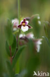 Moeraswespenorchis (Epipactis palustris)