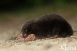 Mole (Talpa europaea)