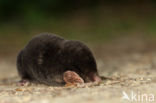 Mole (Talpa europaea)