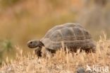 Moorse landschildpad (Testudo graeca)