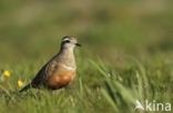 Eurasian Dotterel (Eudromias morinellus)