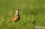 Eurasian Dotterel (Eudromias morinellus)