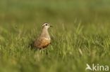 Eurasian Dotterel (Eudromias morinellus)