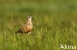 Eurasian Dotterel (Eudromias morinellus)