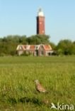 Eurasian Dotterel (Eudromias morinellus)