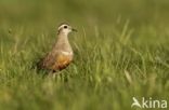 Eurasian Dotterel (Eudromias morinellus)