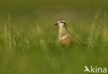 Eurasian Dotterel (Eudromias morinellus)