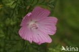 Muskuskaasjeskruid (Malva moschata)