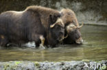 muskox (Ovibos moschatus)