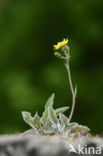 Few-leaved Hawkweed (Hieracium murorum)