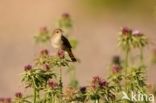 Common Nightingale (Luscinia megarhynchos)