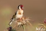 European Goldfinch (Carduelis carduelis)