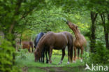 New Forest pony (Equus spp.)