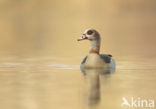 Egyptian Goose (Alopochen aegyptiaca)