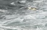 Northern Fulmar (Fulmarus glacialis)