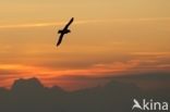 Noordse Stormvogel (Fulmarus glacialis)