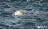 Northern Fulmar (Fulmarus glacialis)