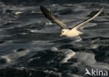 Northern Fulmar (Fulmarus glacialis)