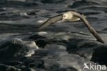 Northern Fulmar (Fulmarus glacialis)