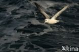 Northern Fulmar (Fulmarus glacialis)