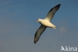 Northern Fulmar (Fulmarus glacialis)