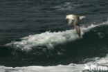 Northern Fulmar (Fulmarus glacialis)