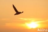 Northern Fulmar (Fulmarus glacialis)