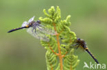 Northern White-faced darter (Leucorrhinia rubicunda)