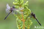 Northern White-faced darter (Leucorrhinia rubicunda)