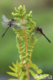 Northern White-faced darter (Leucorrhinia rubicunda)