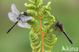 Northern White-faced darter (Leucorrhinia rubicunda)