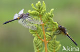 Noordse witsnuitlibel (Leucorrhinia rubicunda)