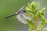 Northern White-faced darter (Leucorrhinia rubicunda)