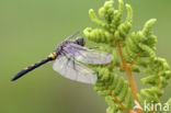 Northern White-faced darter (Leucorrhinia rubicunda)