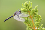 Northern White-faced darter (Leucorrhinia rubicunda)