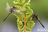 Northern White-faced darter (Leucorrhinia rubicunda)
