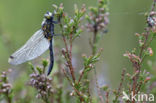Northern White-faced darter (Leucorrhinia rubicunda)