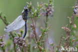 Northern White-faced darter (Leucorrhinia rubicunda)