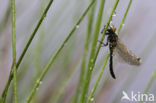 Noordse witsnuitlibel (Leucorrhinia rubicunda)