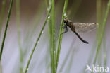 Noordse witsnuitlibel (Leucorrhinia rubicunda)