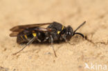 Nysson trimaculatus