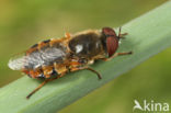 ornate brigadier soldier fly (Odontomyia ornata)