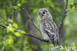 Ural Owl (Strix uralensis)