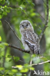 Ural Owl (Strix uralensis)