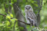 Ural Owl (Strix uralensis)