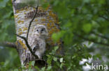 Ural Owl (Strix uralensis)