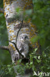 Oeraluil (Strix uralensis)